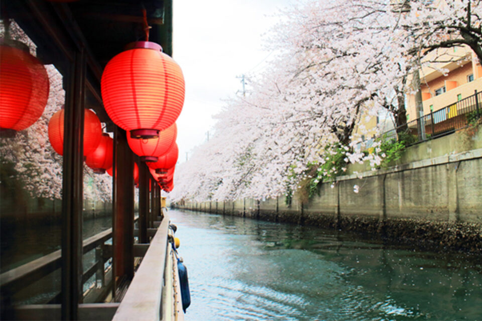 桜と屋形船すずよし