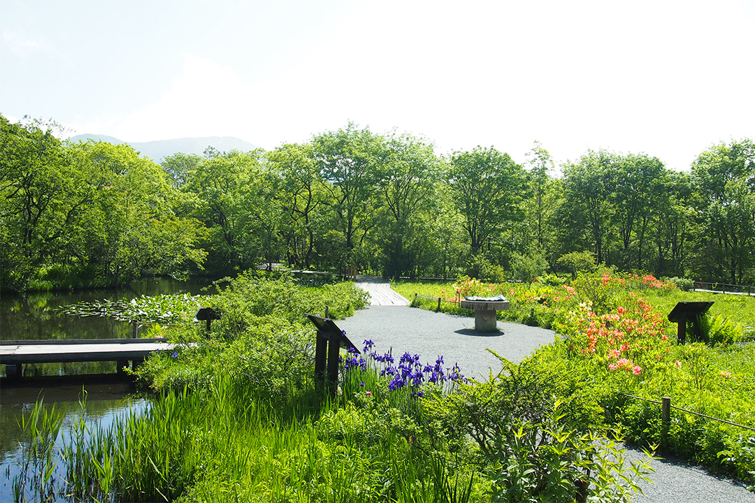 箱根湿生花園 - 小田原・箱根の人気観光地をご紹介！| 【公式】観光フリーペーパー『旅うらら』