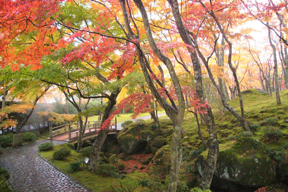 紅葉シーズンの苔庭