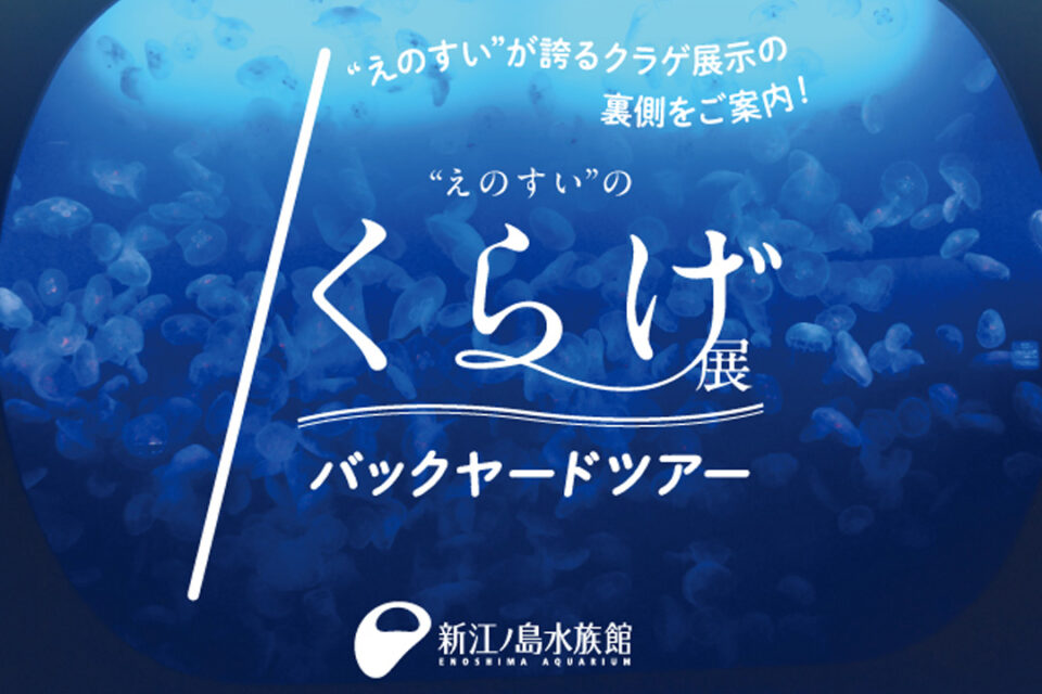 新江ノ島水族館のクラゲバックヤードツアー