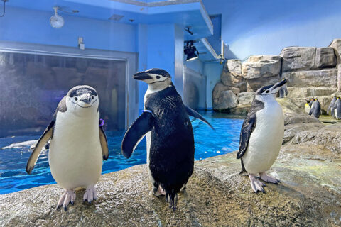 八景島シーパラダイスのヒゲペンギン展示1