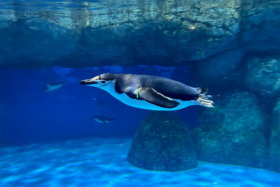 八景島シーパラダイスのヒゲペンギン展示2