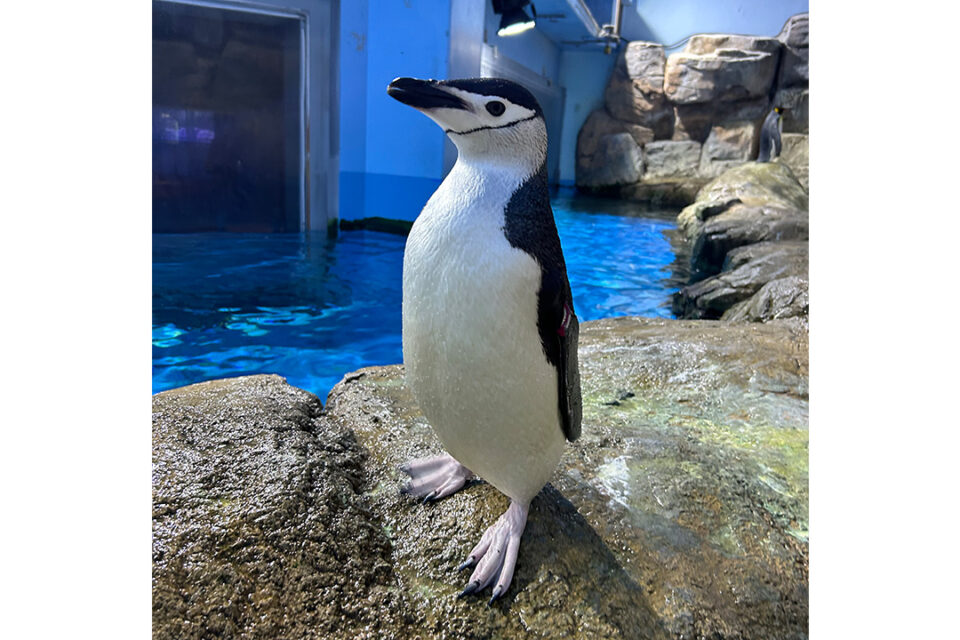 八景島シーパラダイスのヒゲペンギン展示3