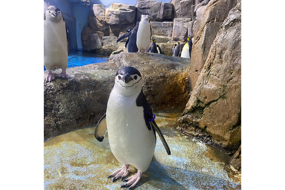 八景島シーパラダイスのヒゲペンギン展示4