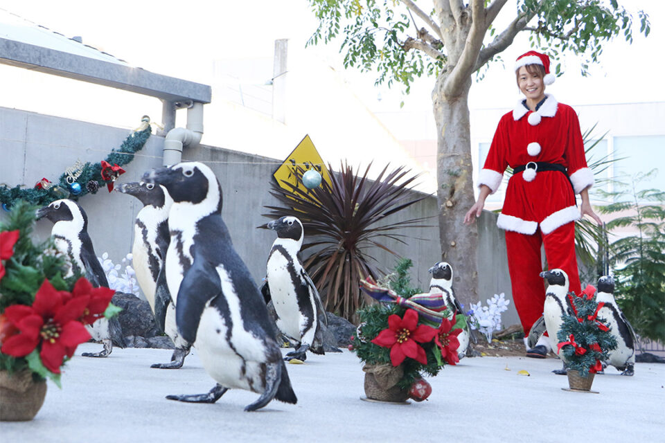 八景島シーパラダイスの「ケープペンギンの クリスマス パレード 」