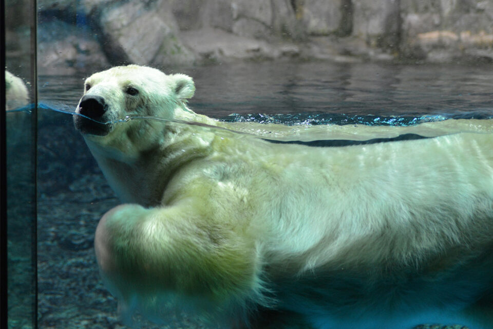 八景島シーパラダイスの「極地動物のレクチャータイム」