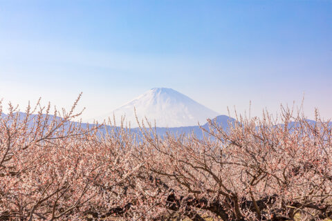 曽我梅林から望む富士山1