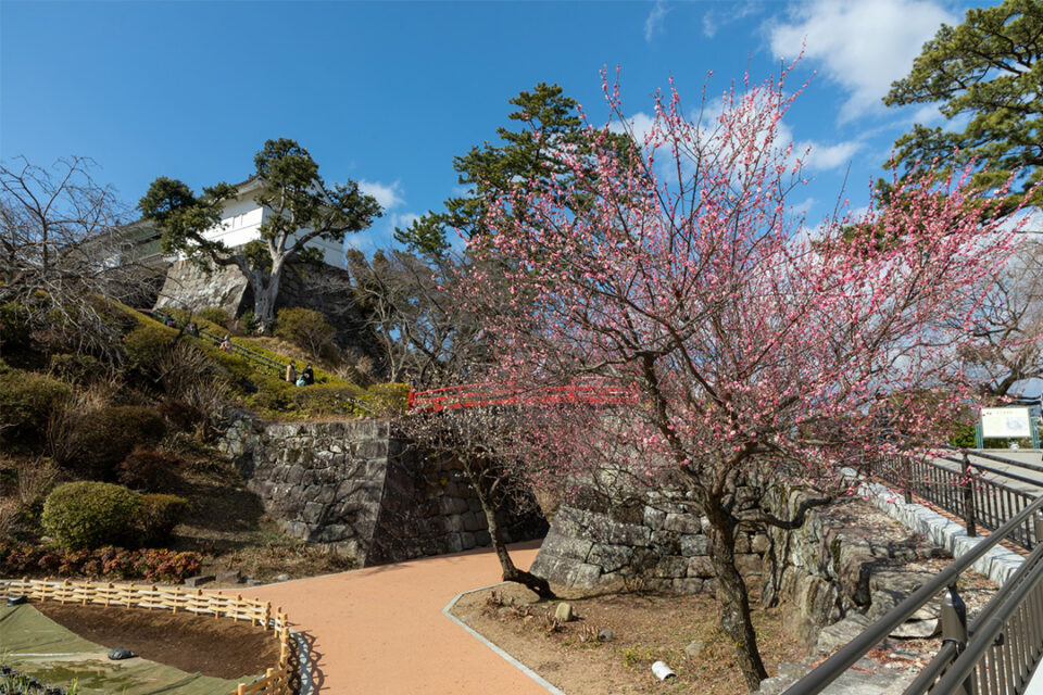 紅白梅が咲く小田原城址公園