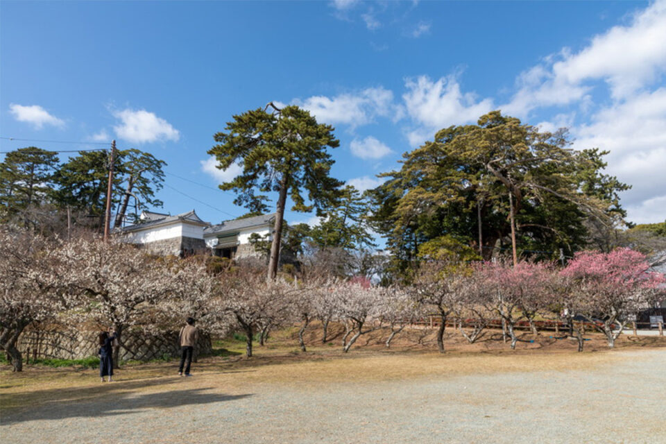 紅白梅が咲く小田原城址公園2