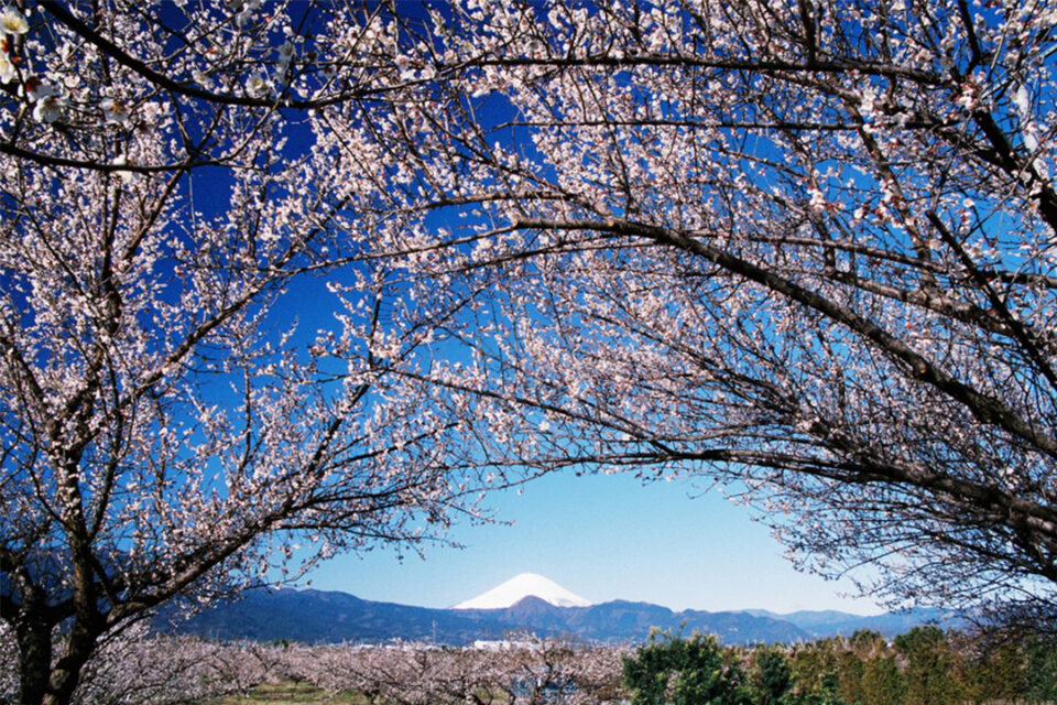 曽我梅林から望む富士山3