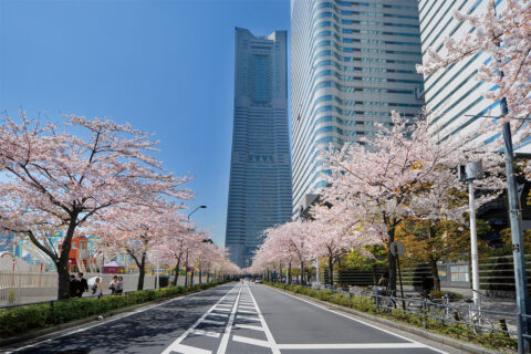 “さくら通り”過去の桜開花の様子